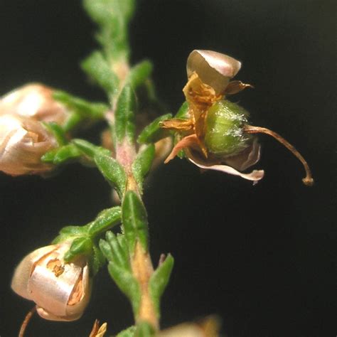 Calluna vulgaris (heather): Go Botany