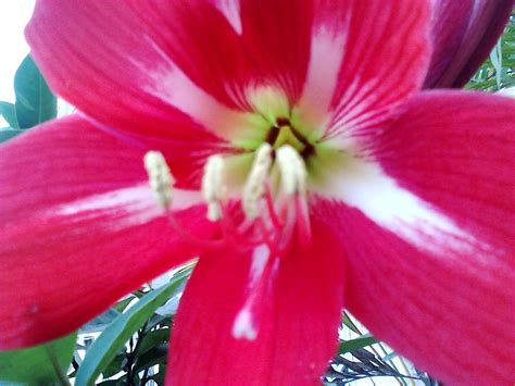 Garden Care Simplified Big Amaryllis Red Lily Flowering