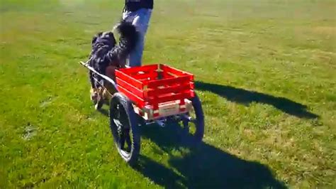 Bernese Mountain Dog Cart Pulling Youtube
