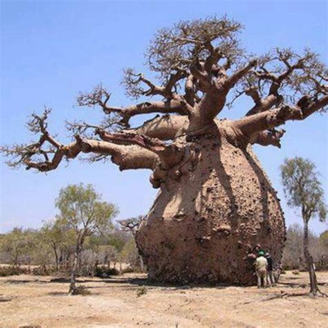 Pin By Caver Sigler On Awesome Trees Baobab Tree Boabab Tree Weird