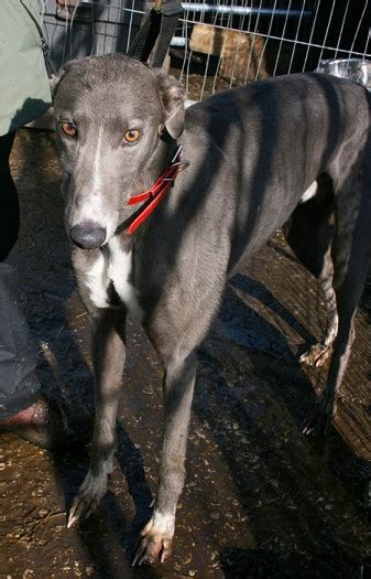 samson  year  male greyhound dog  adoption