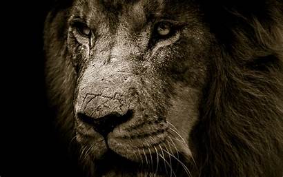 4k Ultra Lions Lion Wallpapers Predator Backgrounds