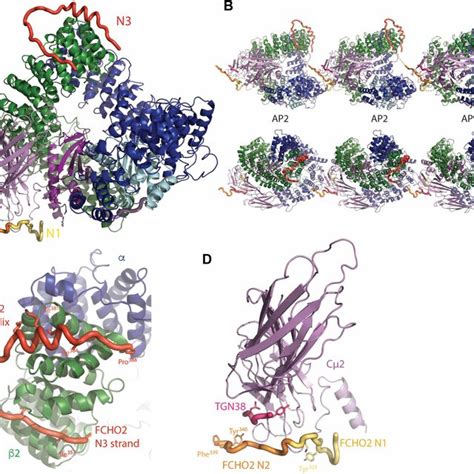The Binding Of N1 And N3 Fcho Blocks To Open Ap2 A Overall Structure