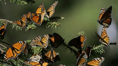 Monarch Butterfly Migrations Have An Unnatural History The Atlantic