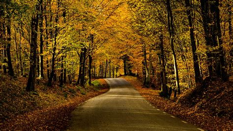 Road Alley Trees Autumn Distance Hd Wallpaper Peakpx