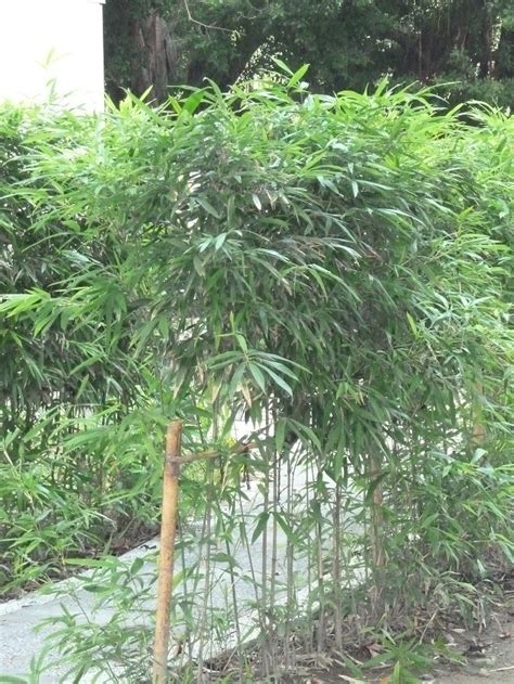 The site owner hides the web page description. 竹類植物~唐竹(三張圖)＠我的空中花園(1)｜PChome 個人新聞台