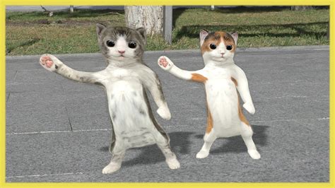 Dancing Cats Youtube