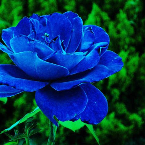 10 Pcs Lover Charming Bush Midnight Rare Garden Blue Rose Seeds Lot Ebay