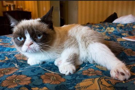 Internet Celebrity Grumpy Cat Dies Age 7 In