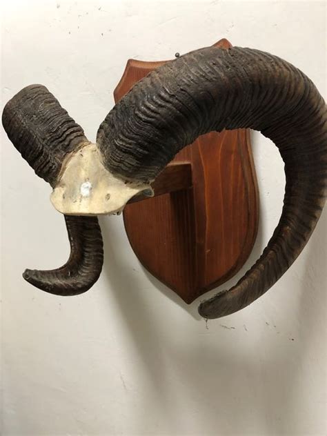 Mouflon Grote Trofee Op 3d Schild Ovis A Musimon Catawiki
