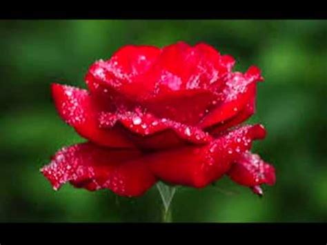 From showcasing our flowers in the world's greatest flower exhibitions to winning an award for the best company in the 'perishables' category, red lands. Top 10 most beautiful roses in the world - YouTube