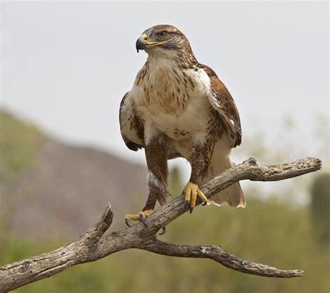 Ferruginous Hawk At The Arizona Sonora Desert Museum
