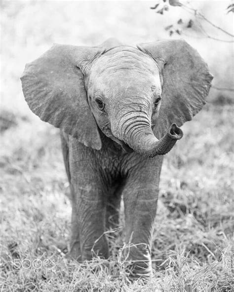 Baby Elephant Elephant Black And White Baby Elephant Photo Elephant