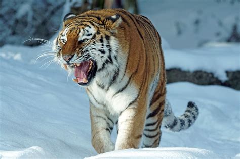 Tigre da Sibéria Biologados