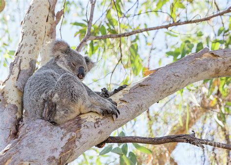 Koala Sitting In Gum Tree Photograph By Sher Stoll