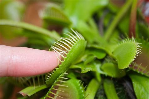 The spines are better at conserving water and surviving in hot temperatures. The Constant Change - Adaptation - Facts For Kids, Science ...