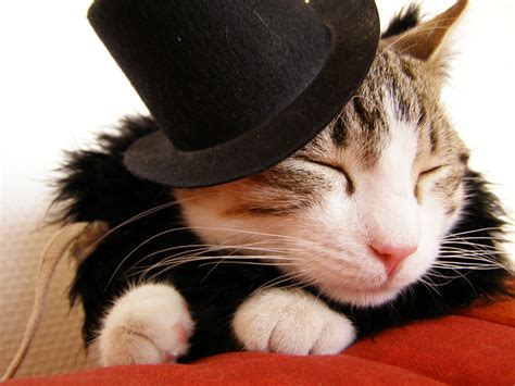 Cat In A Hat Mooandflo The Random Wittering Of Flo