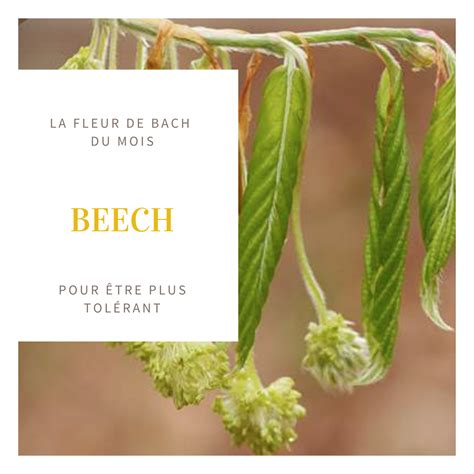 La Fleur De Bach Du Mois Beech Anne Laure Potier Naturopathe