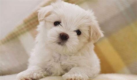10 Best Small Dog Breeds For First Time Dog Owners The