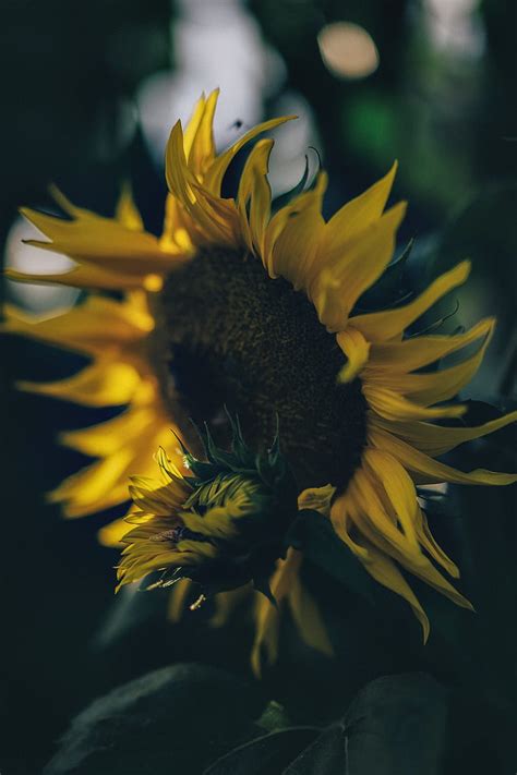 Sunflower Yellow Flower Petals Bloom Hd Phone Wallpaper Peakpx