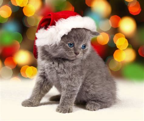 Kitten Wearing Santa S Hat Stock Photo Image Of Christmas 47327414