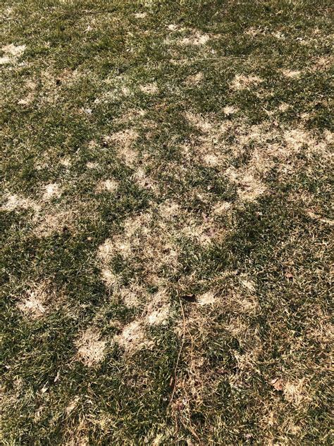 Snow Mold How To Treat Snow Mold In Your Lawns Typhula Blight