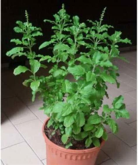 Aywal Krishna Tulsi Seeds Shyam Tulsi Black Tulsi Holy Basil Seed