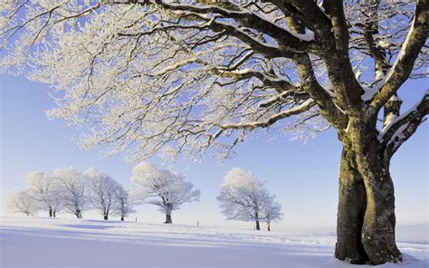 Snow Covered Winter Trees Wallpapers Wallpaper Cave