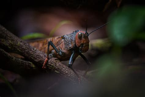 Giant Red Winged Grasshopper Sean Crane Photography