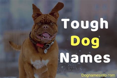A Complete List Of 500 Unique Tough Dog Names For Strong Dogs 2022