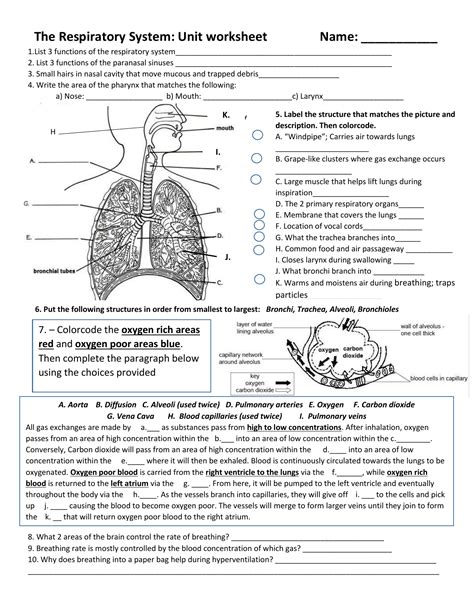 Free Printable Respiratory System Worksheets Free Printable Worksheet