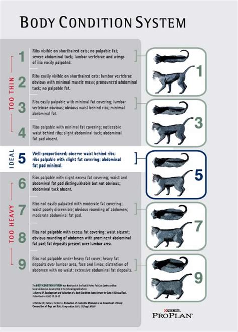 6 how to tell cat age by teeth. weight in aprox. 8 month old kitten (photos) | TheCatSite