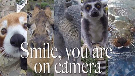 Animals At Melbourne Zoo Take The Best Selfies When Gopro Camera Put In