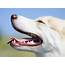 Keeping Canine Teeth Healthy What Is A “Carnasial” Tooth Abscess