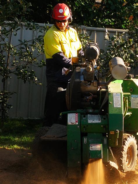 Stump Grinding Professional Stump Grinding Canberra Treeworks