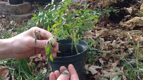 How To Take Tomato Cuttings For Free Plants Youtube