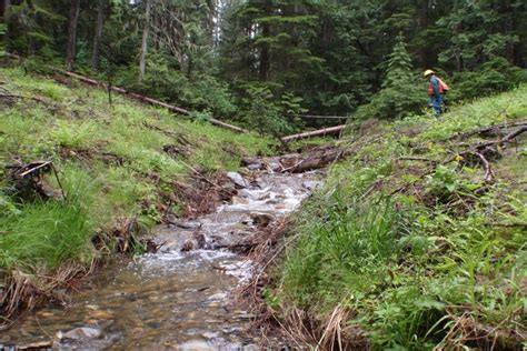Court Blocks Logging In Montanas Kootenai National Forest Wildearth