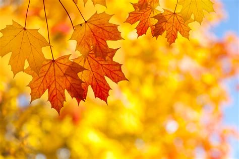Posts About Autumn On Sandman Says Maple Tree Leaf Texture Autumn