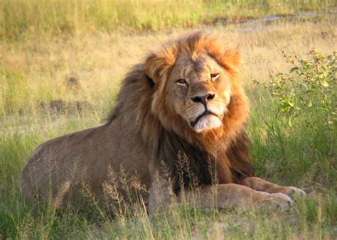 From MGM stars to man-eaters: 10 of the most famous lions throughout