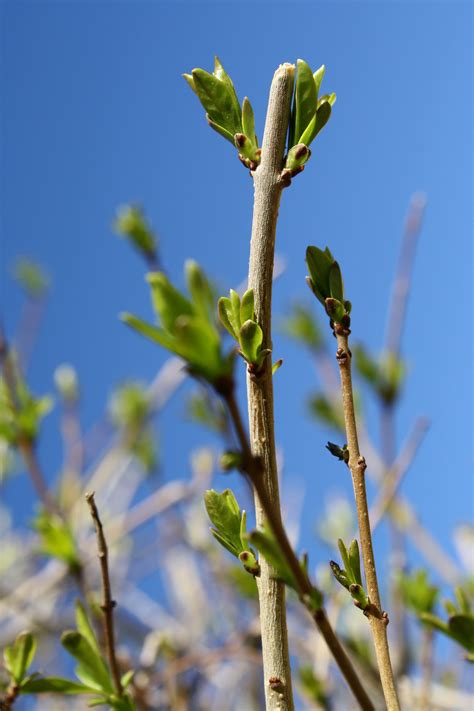 Budding Spring Leaves With Blue Sky Picture Free Photograph Photos