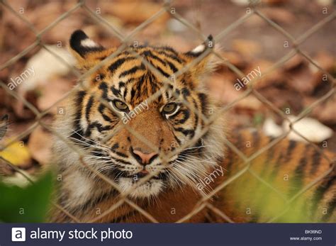 Tiger In Zoo Stock Photo Alamy