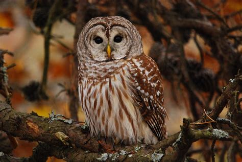 Barred Owl Photo By Phil Young Via The Owl Pages On Fb Owl Photos