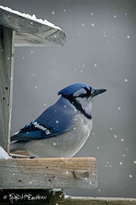 Your comment led me to this beautiful bird! Blue Jay | Blue jay, Blue jay bird, Beautiful birds