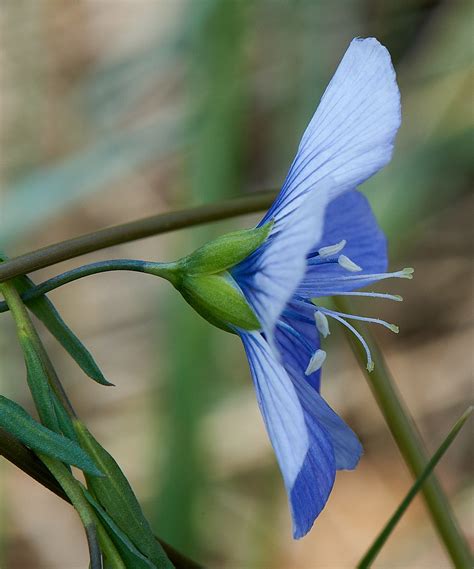 Wild Blue Flax Linum Lewisii Shot June 5 2020 In Hawkwo Flickr