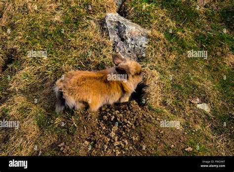 Rabbit Digging A Hole Stock Photo Alamy