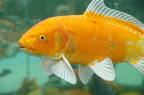 Klasifikasi Ikan Mas Dan Morfologi Ikan Mas Cyprinus Carpio Kidalisasi