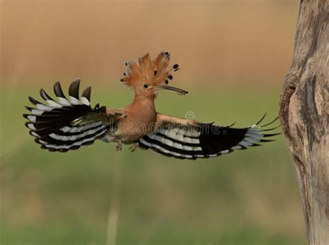 Flying Eurasian Hoopoe Stock Image Image Of Wings Hoopoe 208021669