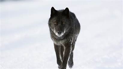 Wolf Wolves Winter Snow Background Carnivore Banff
