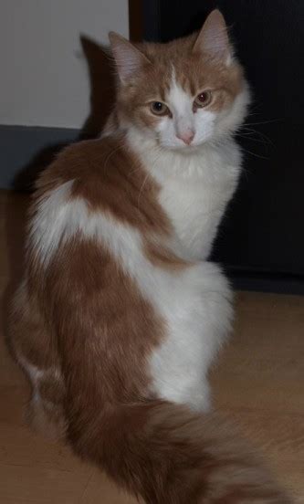 fluffy 7 month old male ginger and white domestic long haired cat cats for adoption