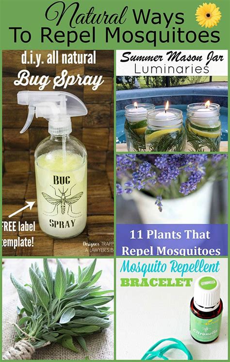 Natural Ways To Repel Mosquitoes Without Bug Spray Including Plants